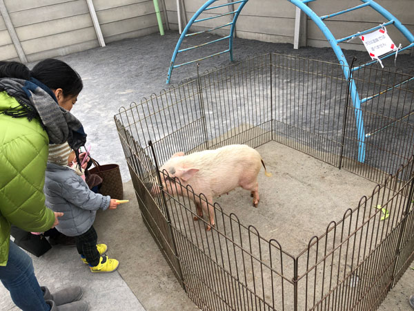 六ツ川地区に移動動物園