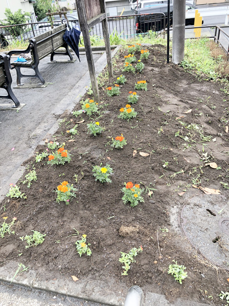 高嶺自治会の花苗の植栽4