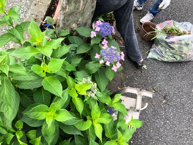 あじさいロード・サポーター3